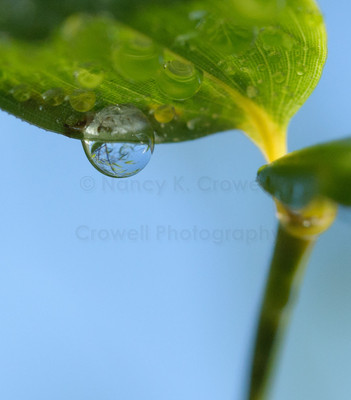BambooWaterDrop-7