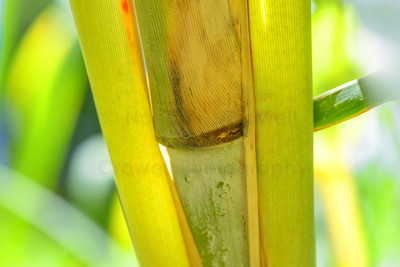 Palm joint