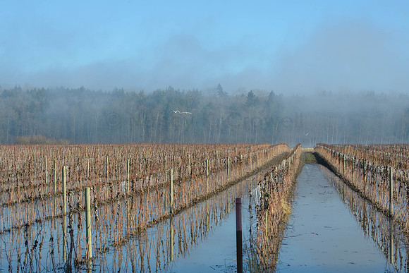 Trumpeters over flooded fields-2