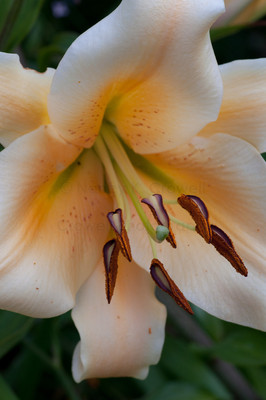 asian lily-5