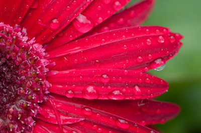 rainy red gerbera-3