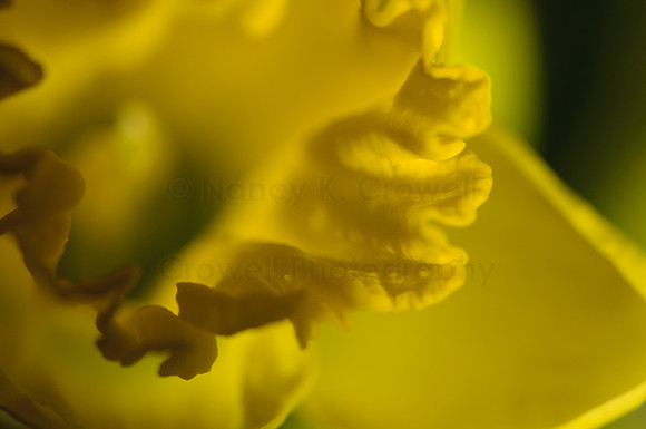 daffodil (1 of 1)