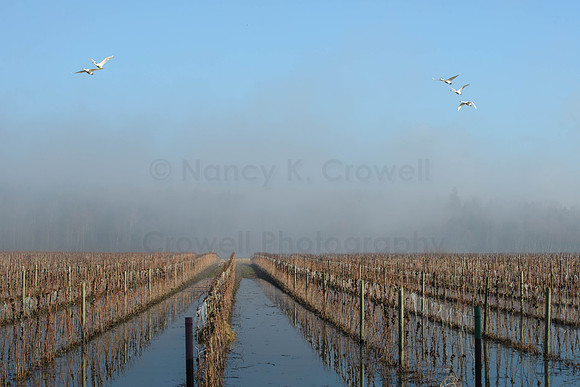 Trumpeters over flooded fields-1
