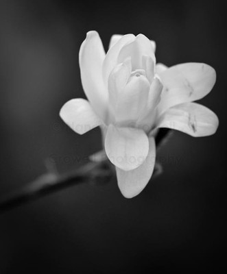 magnolia-3