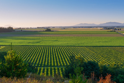 Skagit Valley Farming-2