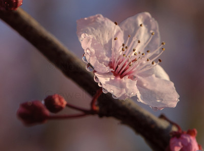 Blossom 21