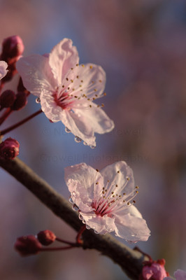 Blossom 15