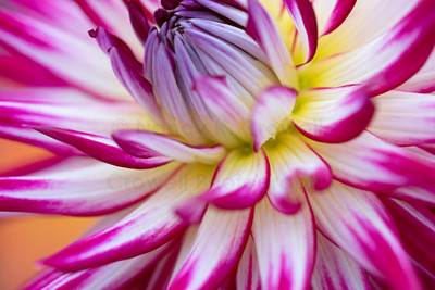 Dahlia-14