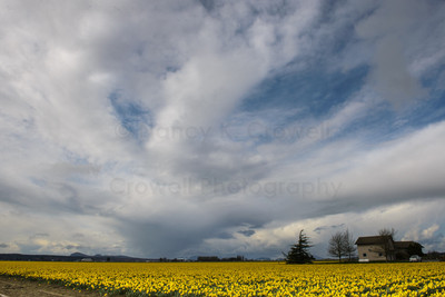 Daffodils of Skagit Valley-1