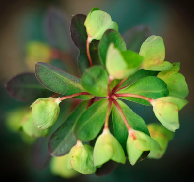 euphorbia - 2