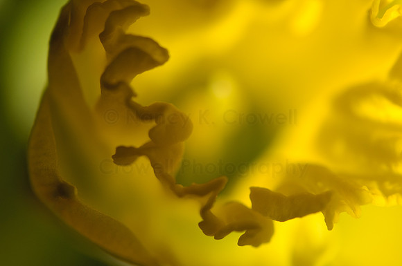 daffodil (1 of 1)-3