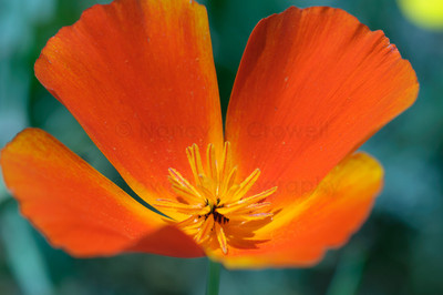 orange-1