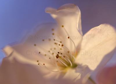 Blossom 06