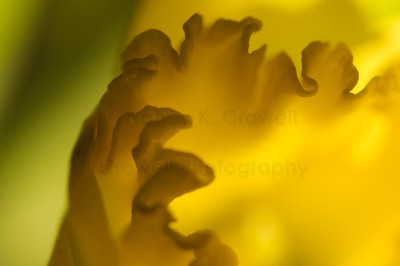 Daffodil abstract (landscape).