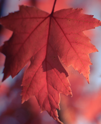 red leaves-4