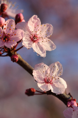 Blossom 14