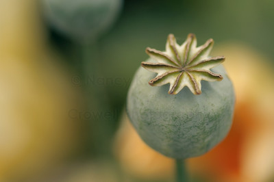 time to tap the poppies-1