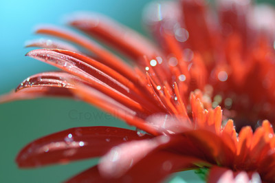 orange gerbera 2